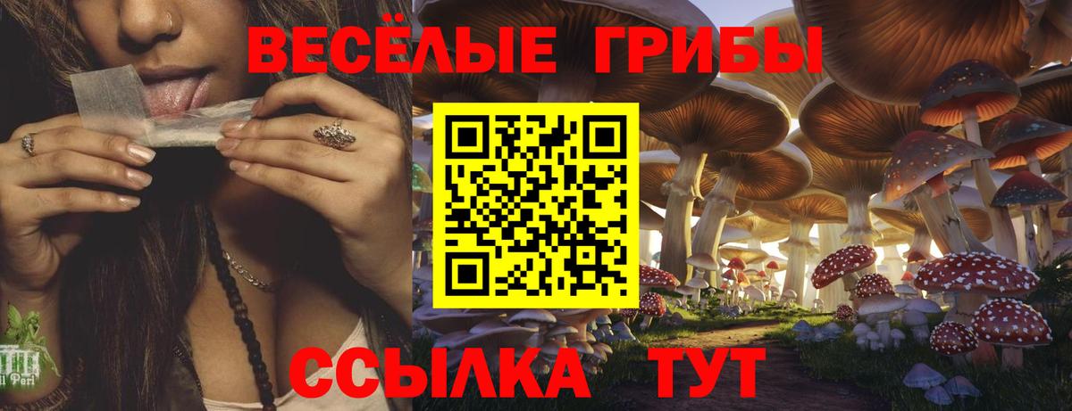 Псилоцибиновые грибы Psilocybine cubensis Асбест